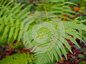 green forest fern in the forest