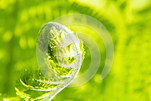 Green forest fern petals. fern pattern macro. background