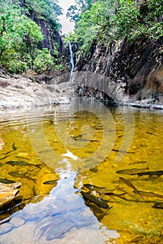 The green forest with fish in Waterfall background