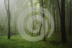 Green forest with fog after rain