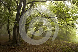 Green forest with fog in summer with eerie trees