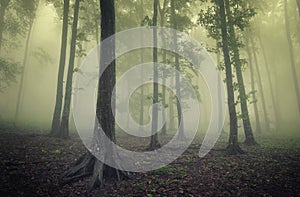 Green forest with fog between trees