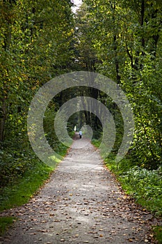 Green Forest Footpath