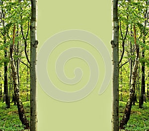 Green forest frame