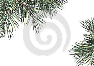 Green forest frame with pine branches.