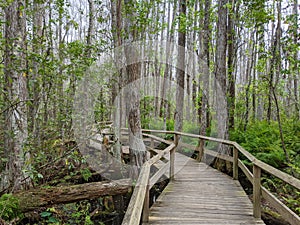 Green forest in Gator Land in Florida