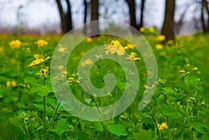 green forest glade with flowers