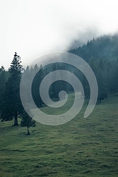 Green forest in gloomy mist