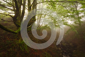 Green forest in Gorbea Natural Park