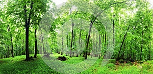 Green forest and grass with trees