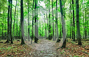 Green forest and grass with trees