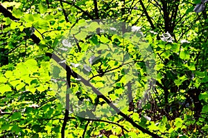 Green forest illuminated by the morning sun, from the inside