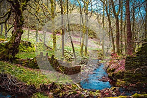 Green forest on Lady Bower  Reservoir