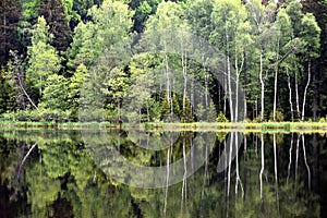 Green forest by the lake in reflection in the lake water. Beautiful forest reflecting on calm lake shore