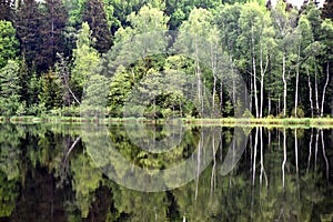 Green forest by the lake in reflection in the lake water. Beautiful forest reflecting on calm lake shore