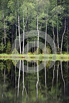 Green forest by the lake in reflection in the lake water. Beautiful forest reflecting on calm lake shore