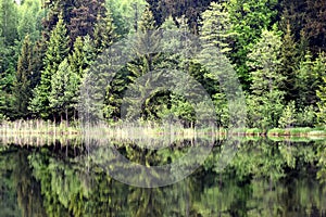 Green forest by the lake in reflection in the lake water. Beautiful forest reflecting on calm lake shore