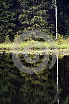 Green forest by the lake in reflection in the lake water. Beautiful forest reflecting on calm lake shore