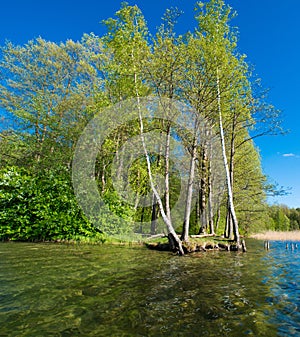 Green forest and lake