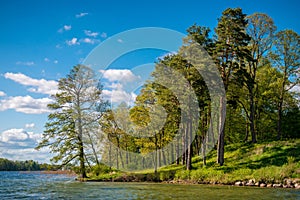 Green forest and lake