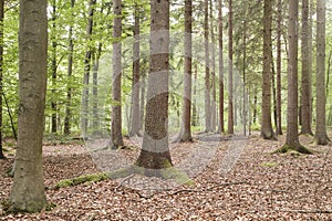 Green forest landscape