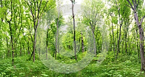 Green forest landscape panorama