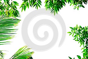 green forest leaves tree full frame. Plant herb branch. isolated on white background with copy space for text