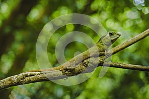 Green forest lizard.Jungle Sri Lanka greenery Sinharaja Forest Reserve