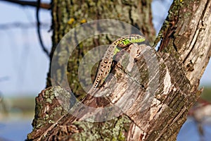 Green forest lizard, sitting on a tree. Wild lizard green. A brown-green lizard sits on a tree. Zootoca vivipara. Lizard from cent