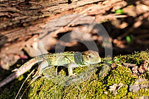 Green forest lizard sitting on a tree. Wild lizard green. Zootoca vivipara.