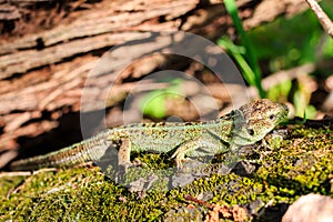 Green forest lizard sitting on a tree. Wild lizard green. Zootoca vivipara.