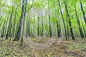 Green forest, many trees