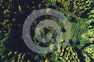 Green forest and meadow in top view