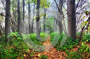 Green forest at misty morning