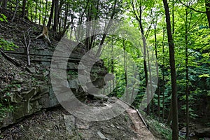 Green forest in the morning. Mountain rver Rocks. Mistery wood