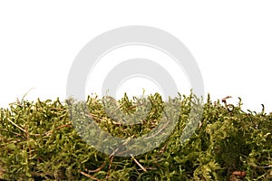 green forest moss photo