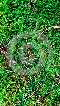 Green forest moss as a nature background