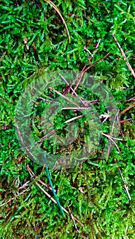 Green forest moss as a nature background