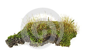 Green forest moss with grass isolated on white background