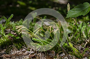 Green forest moss grows in a leafy forest