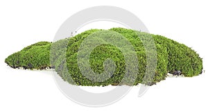 Green forest moss isolated on white background. Green mossy hill isolated