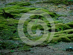 green forest mossy, beautiful for Background with soft focus and blurry background. Selective focus for Background