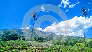 Green forest and mountain combined with blue sky and thick clouds somewhere in Timor-Leste. photo