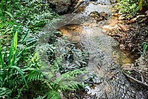 Green forest in mountain river and water fall.