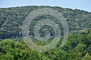 Green forest on the mountain in spa vrdnik