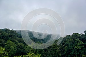 Green forest on the mountain and white mist floating from the mountain