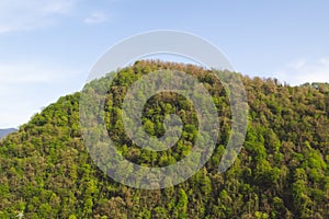 Green forest in the mountains. Beautiful natural landscape. Subtropics.