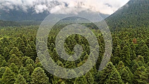 Green forest in the mountains in the fog