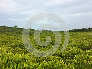 Green forest nature sky background