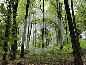 in the green forest of odes